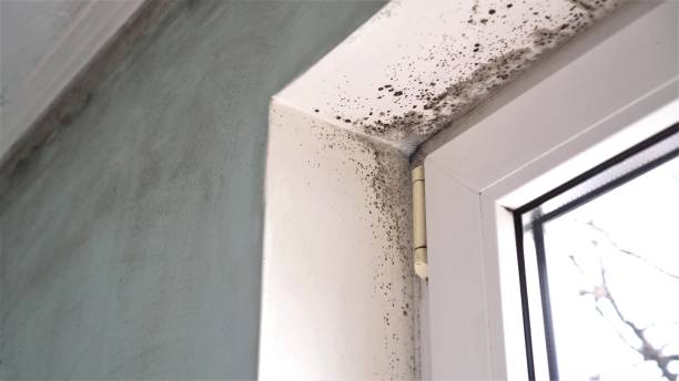 Best Residential Mold Removal  in Camp Springs, MD