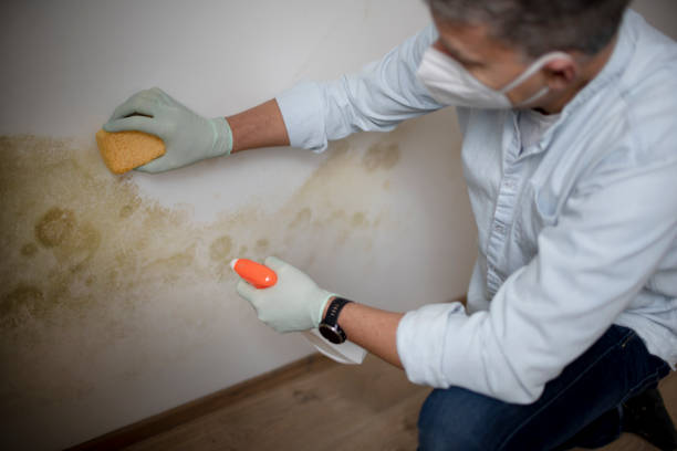 Professional Mold Removal in Camp Springs, MD