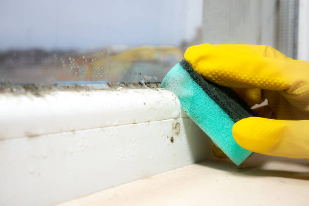 Attic Mold Removal in Camp Springs, MD