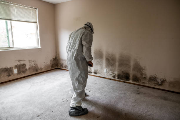 Best Local Mold Removal Service  in Camp Springs, MD